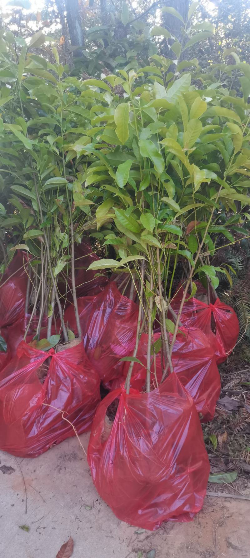 深山含笑苗，乐昌含笑杯苗，2-3公分苗圃直供，走量批发