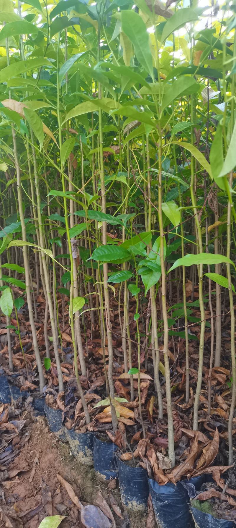 深山含笑苗，乐昌含笑杯苗，2-3公分苗圃直供，走量批发