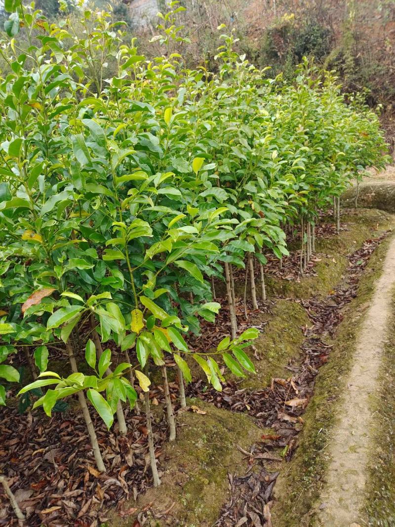 深山含笑苗，乐昌含笑杯苗，2-3公分苗圃直供，走量批发