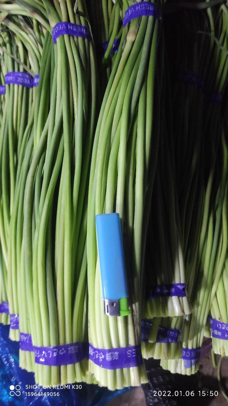 红帽蒜苔金乡蒜薹代收代存常年供应产地直发大量现货