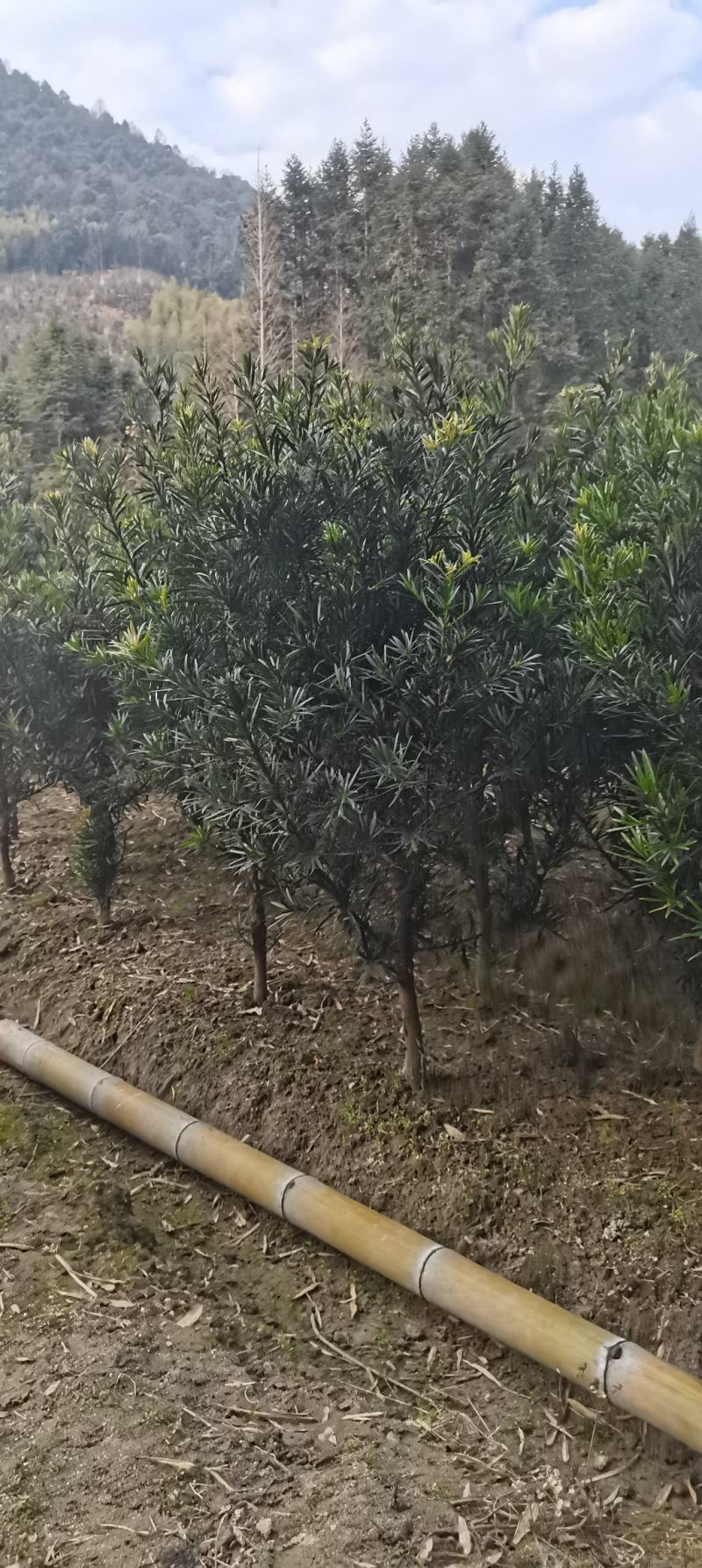 大量供应3公分罗汉松，1-10公分罗汉松大量供应，
