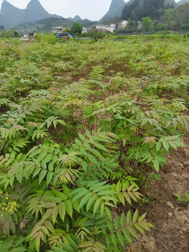 供应广西香椿苗红芽香椿树苗菜木芽树苗包邮