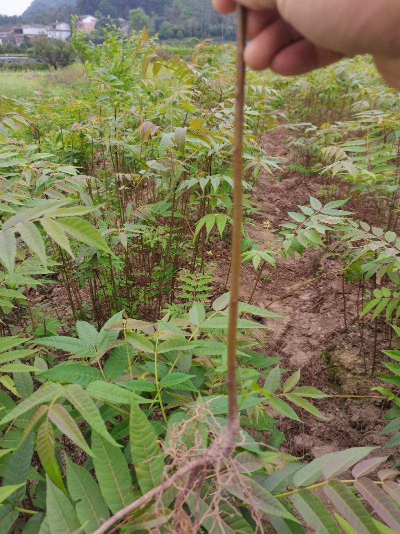 供应广西香椿苗红芽香椿树苗菜木芽树苗包邮