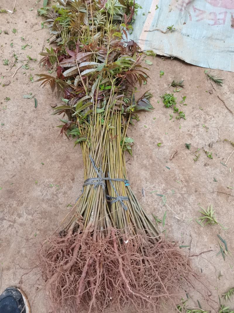 供应广西香椿苗红芽香椿树苗菜木芽树苗包邮
