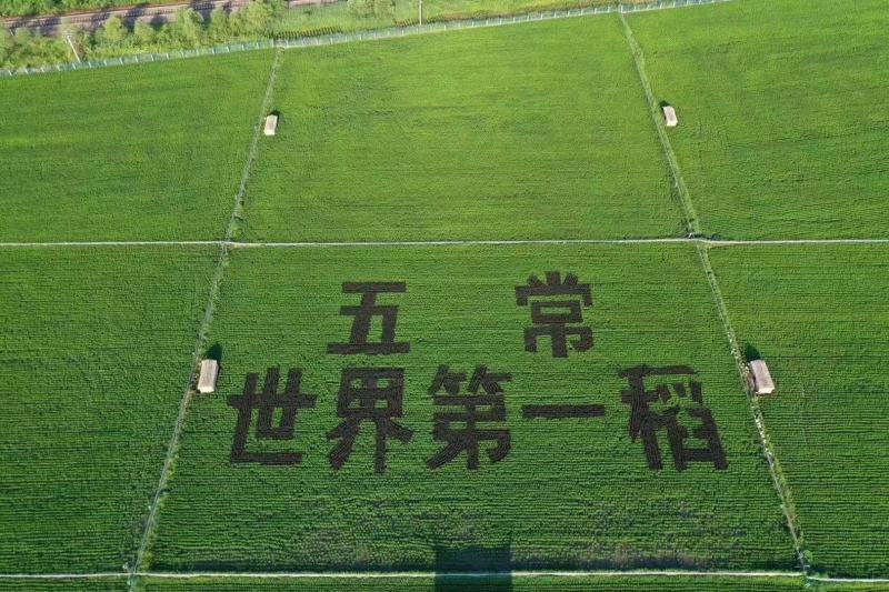 五常稻花香，2023年新米，农户自产假一赔十，包邮