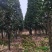 大量供应10-12公分竹柏，庭院风水树，修剪过的