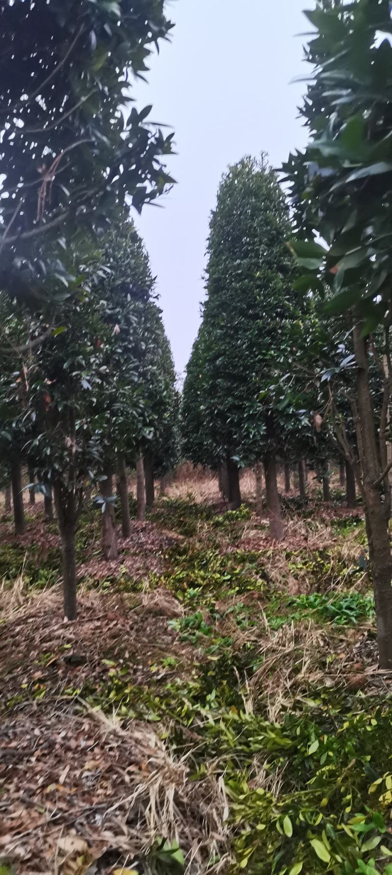 大量供应10-12公分竹柏，庭院风水树，修剪过的
