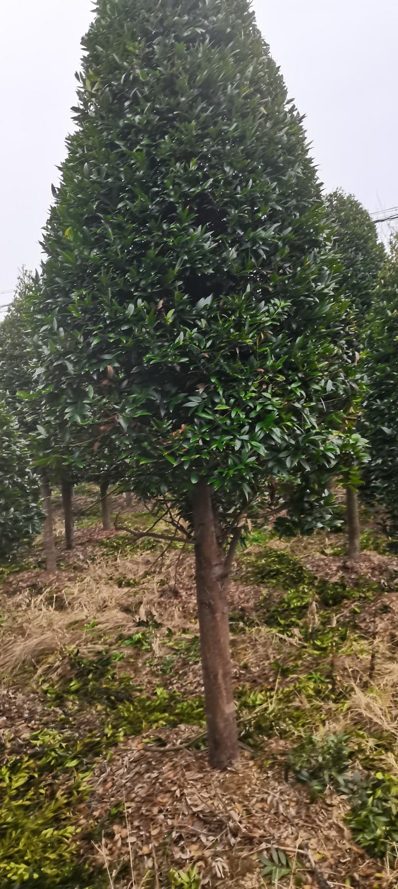 大量供应10-12公分竹柏，庭院风水树，修剪过的