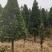 大量供应10-12公分竹柏，庭院风水树，修剪过的