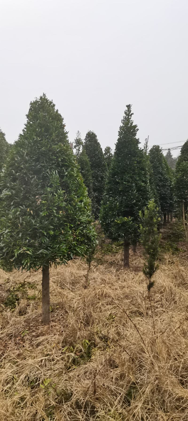 大量供应10-12公分竹柏，庭院风水树，修剪过的