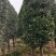 大量供应10-12公分竹柏，庭院风水树，修剪过的