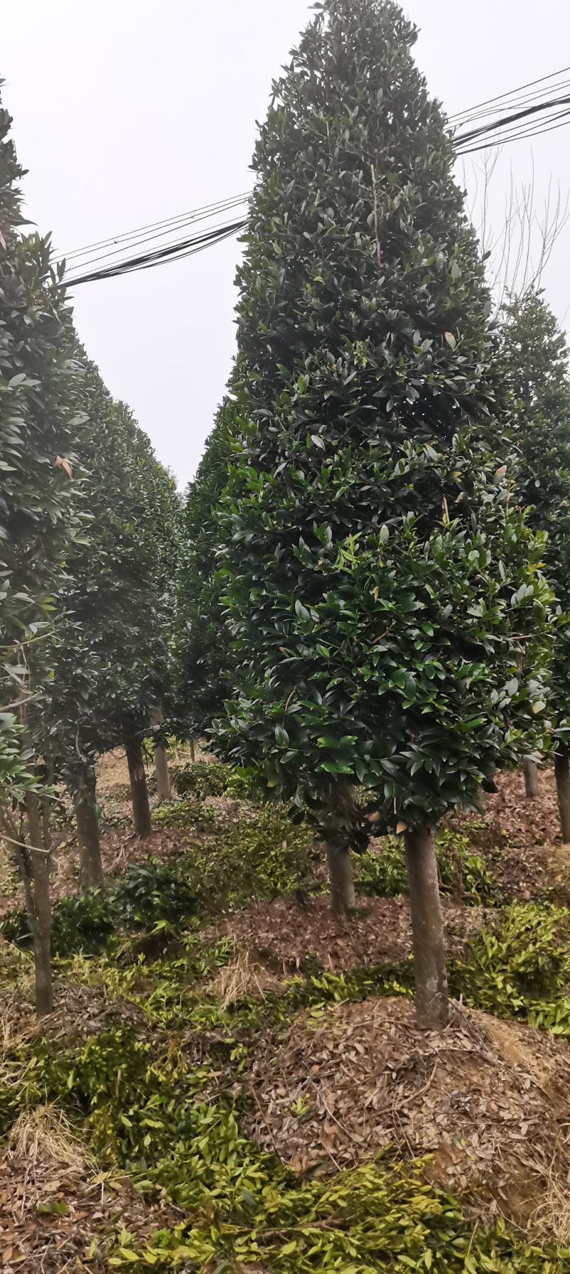 大量供应10-12公分竹柏，庭院风水树，修剪过的