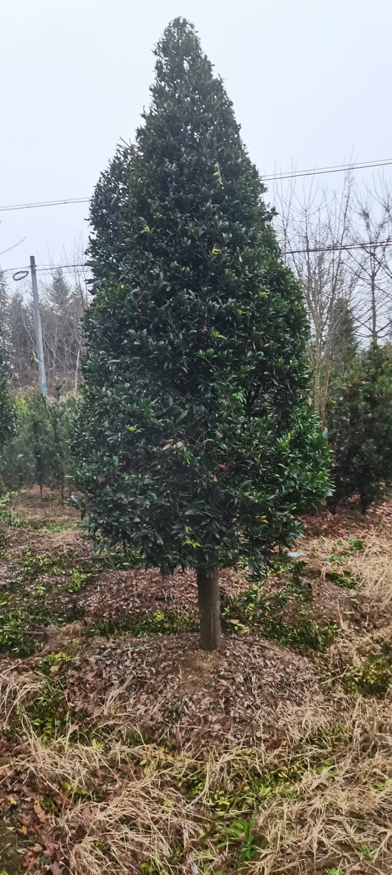 大量供应10-12公分竹柏，庭院风水树，修剪过的