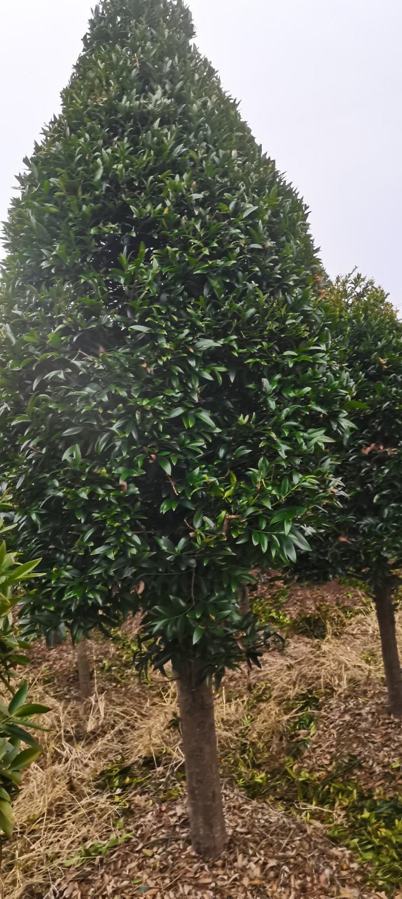 大量供应10-12公分竹柏，庭院风水树，修剪过的