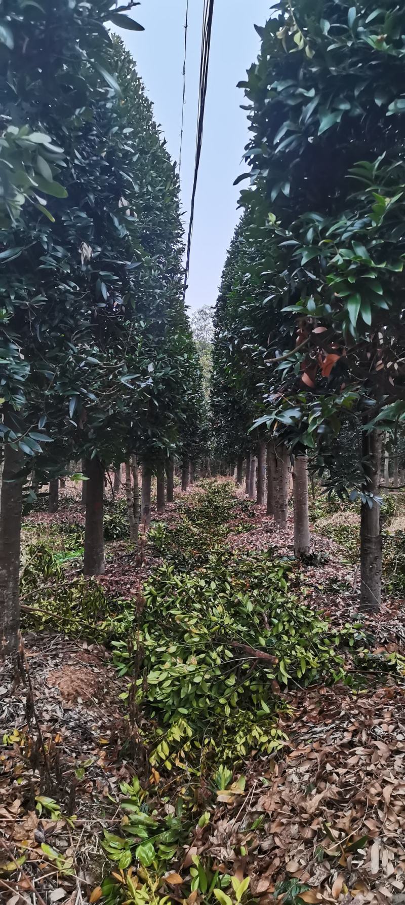大量供应10-12公分竹柏，庭院风水树，修剪过的