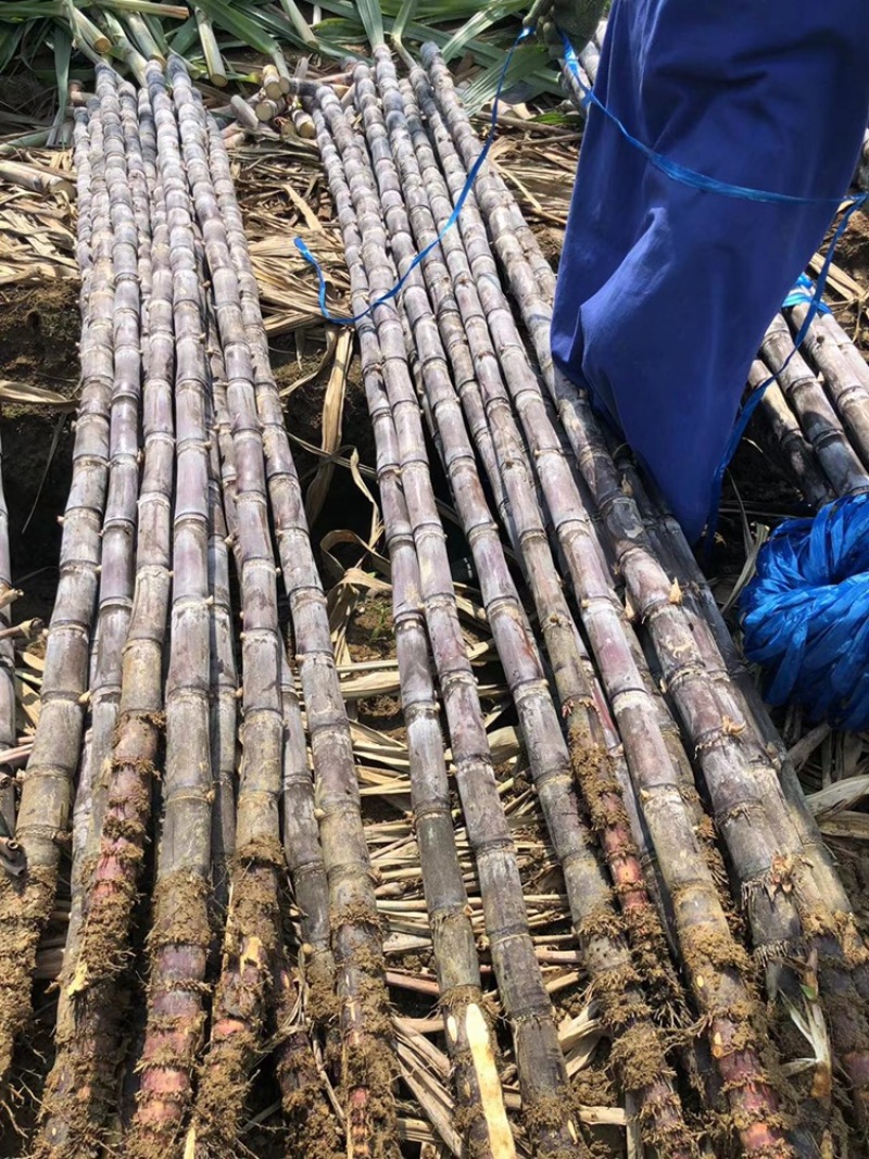 广西甘蔗上市中，口感甜，基地直供，产量大