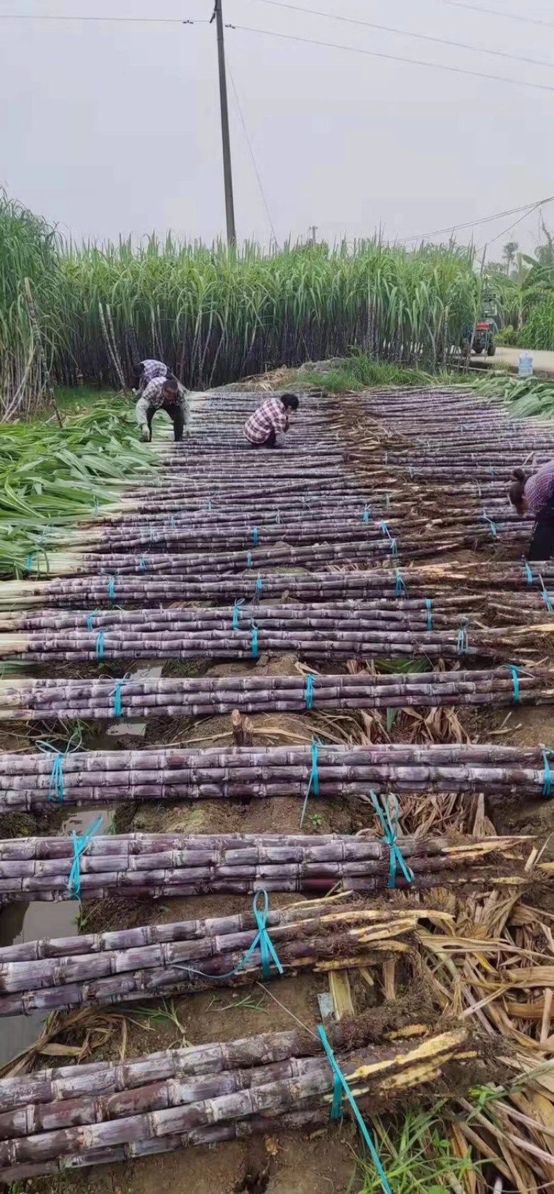 广西甘蔗上市中，口感甜，基地直供，产量大
