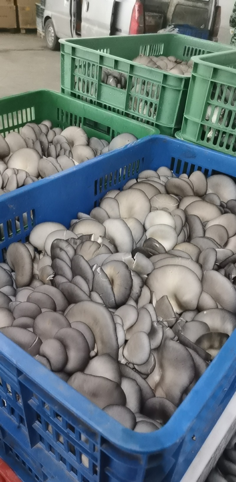 菌棒