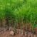 供应一年生湿地松，籽播田苗，江西湿地松，湿地松杯苗，芽苗