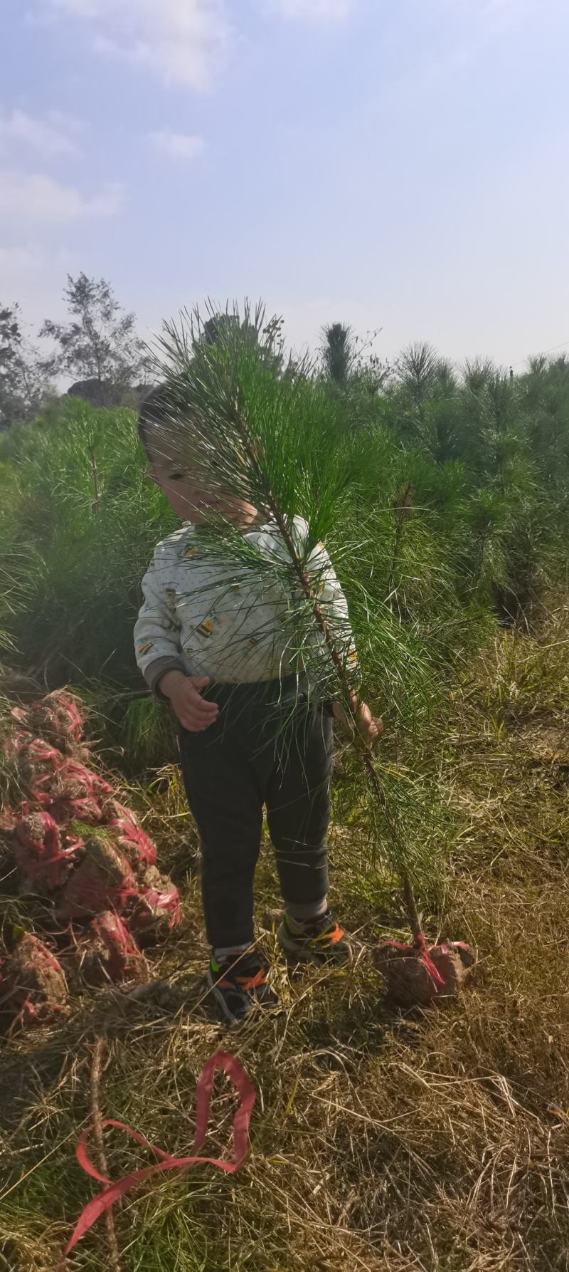 供应湿地松，造林树种，根系好，成活率高苗圃直供，量大从优