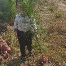 2年湿地松大量供应，带土球，大小规格齐全