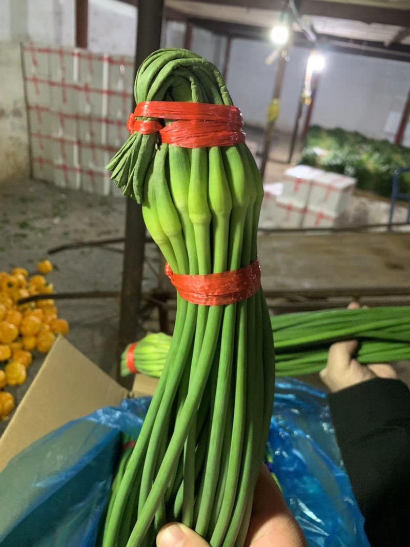 冷库蒜苔（白帽蒜苔）（红帽蒜苔）产地批发。山东蒜苔。