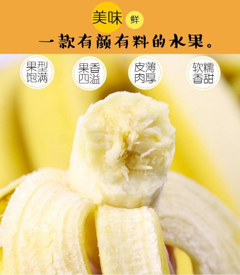 云南香蕉整箱应季水果新鲜包邮批发9斤/5斤自然熟大香蕉