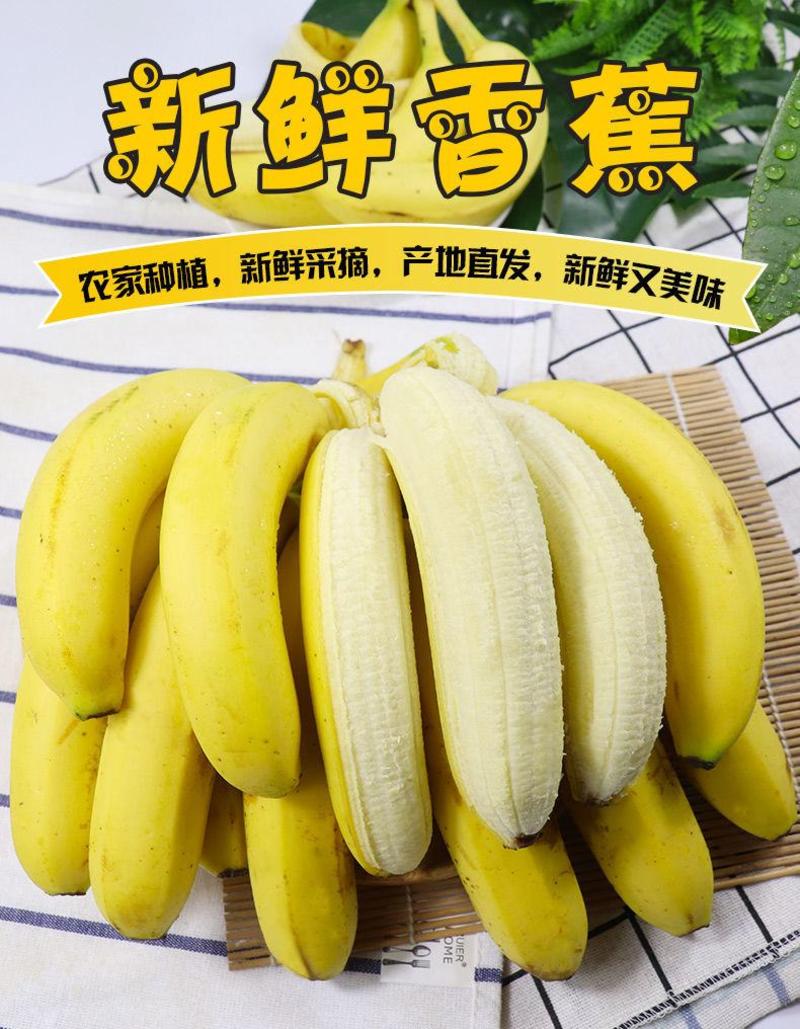云南香蕉整箱应季水果新鲜包邮批发9斤/5斤自然熟大香蕉