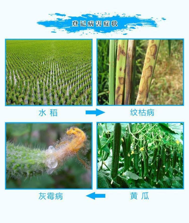 中保冠蓝枯草芽孢杆菌葡萄灰霉病水稻纹枯病草莓白粉病杀菌剂