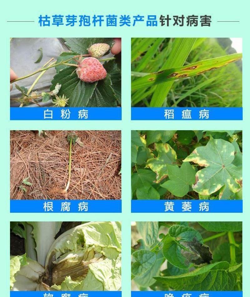 中保冠蓝枯草芽孢杆菌葡萄灰霉病水稻纹枯病草莓白粉病杀菌剂