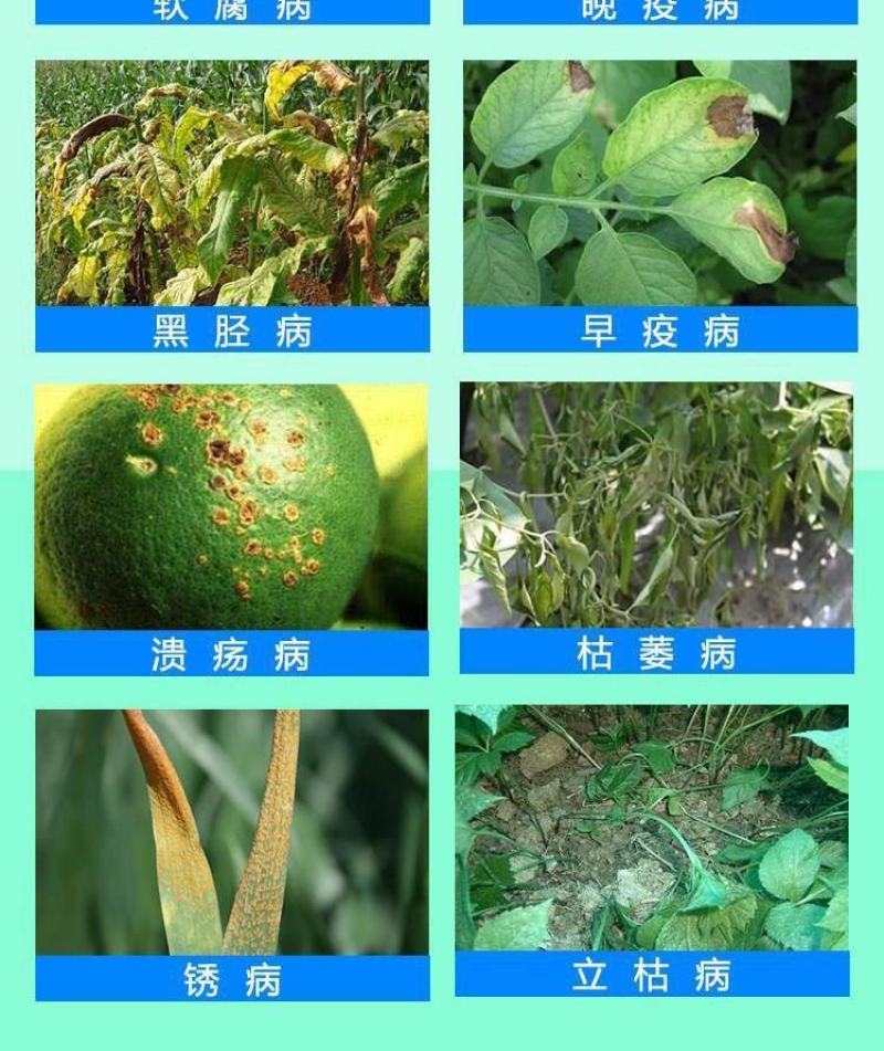 中保冠蓝枯草芽孢杆菌葡萄灰霉病水稻纹枯病草莓白粉病杀菌剂