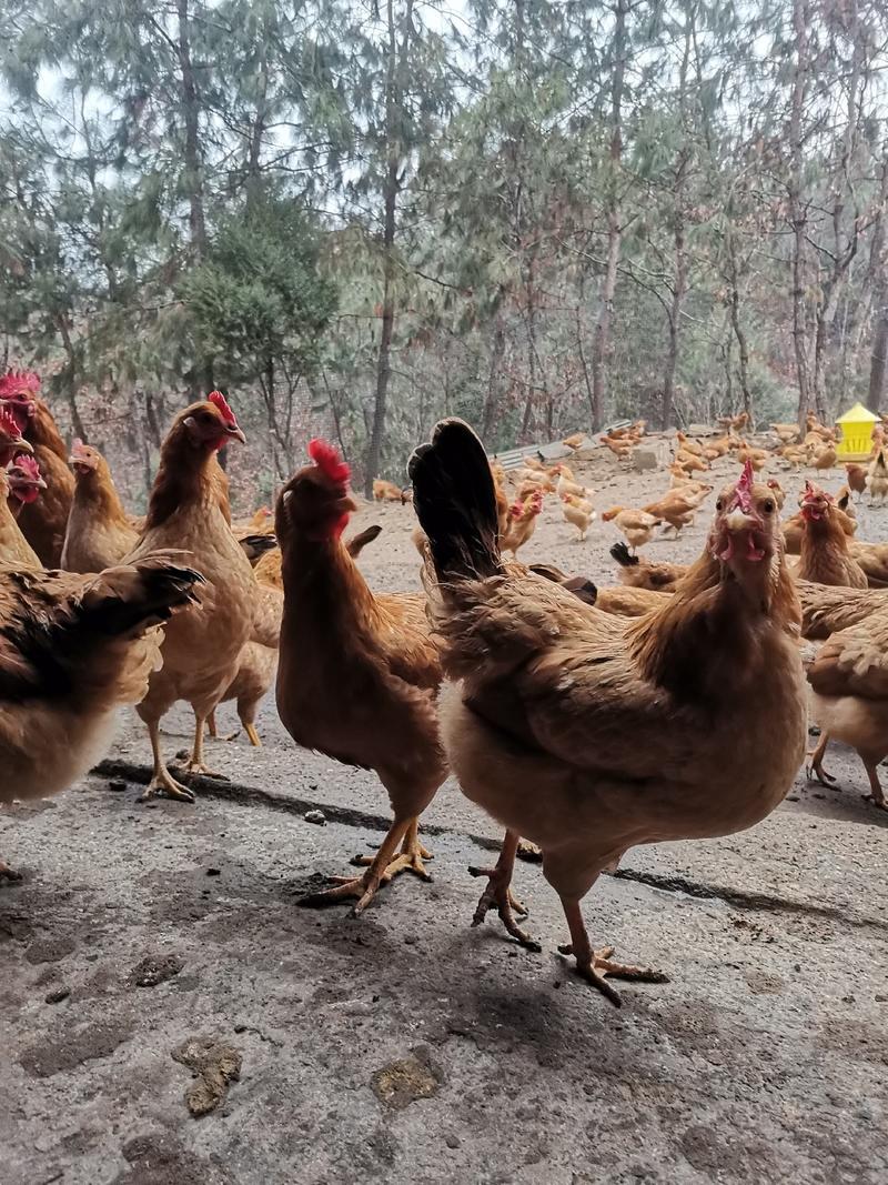 湖北钟祥山林散养八个月的土鸡，自产自销。