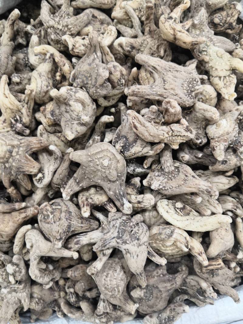 白芨白芨个白芨片冷背中药材片子都有的