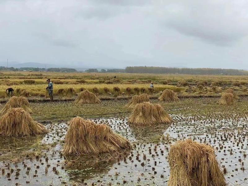 五常稻花香稻谷农户直发精选除杂鲜米机专用