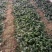 华州区菠菜大量上市欢迎全国各地客商电商商超看视频定购谢谢