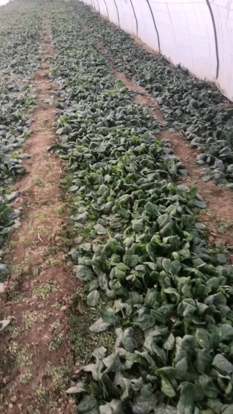 华州区菠菜大量上市欢迎全国各地客商电商商超看视频定购谢谢