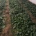 华州区菠菜大量上市欢迎全国各地客商电商商超看视频定购谢谢