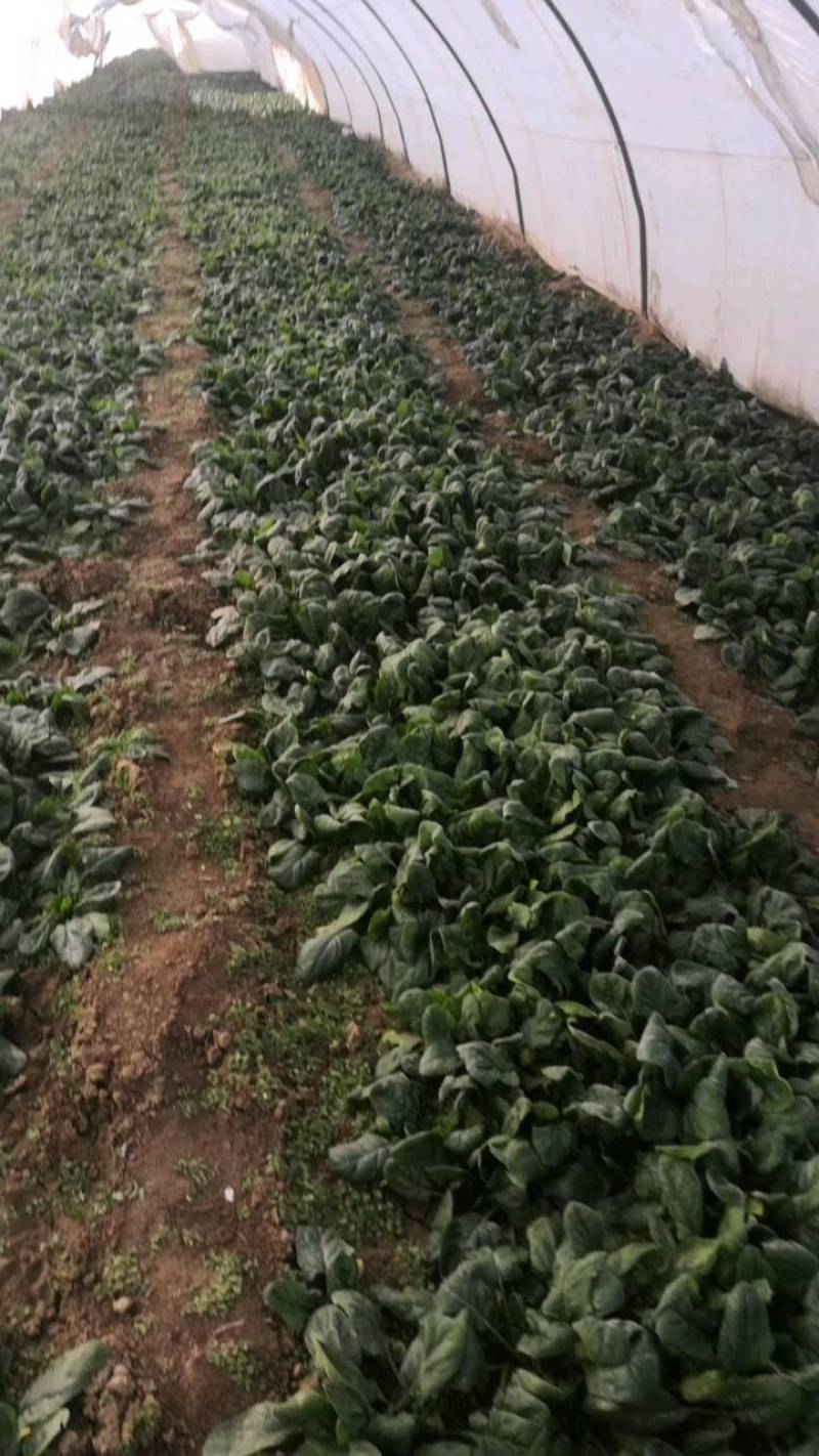 华州区菠菜大量上市欢迎全国各地客商电商商超看视频定购谢谢