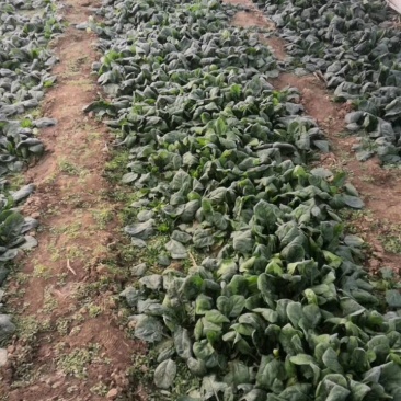 华州区菠菜大量上市欢迎全国各地客商电商商超看视频定购谢谢