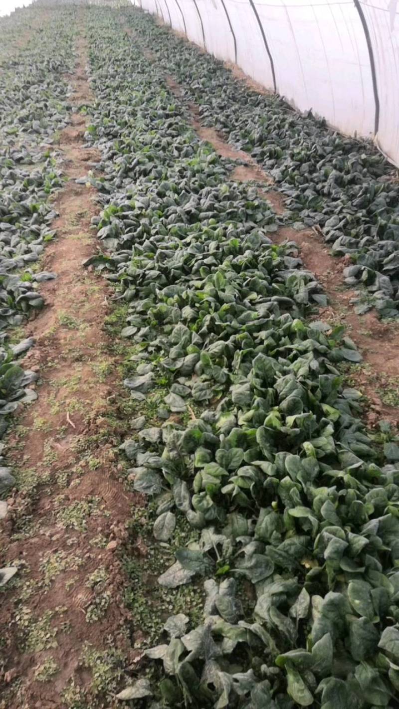 华州区菠菜大量上市欢迎全国各地客商电商商超看视频定购谢谢