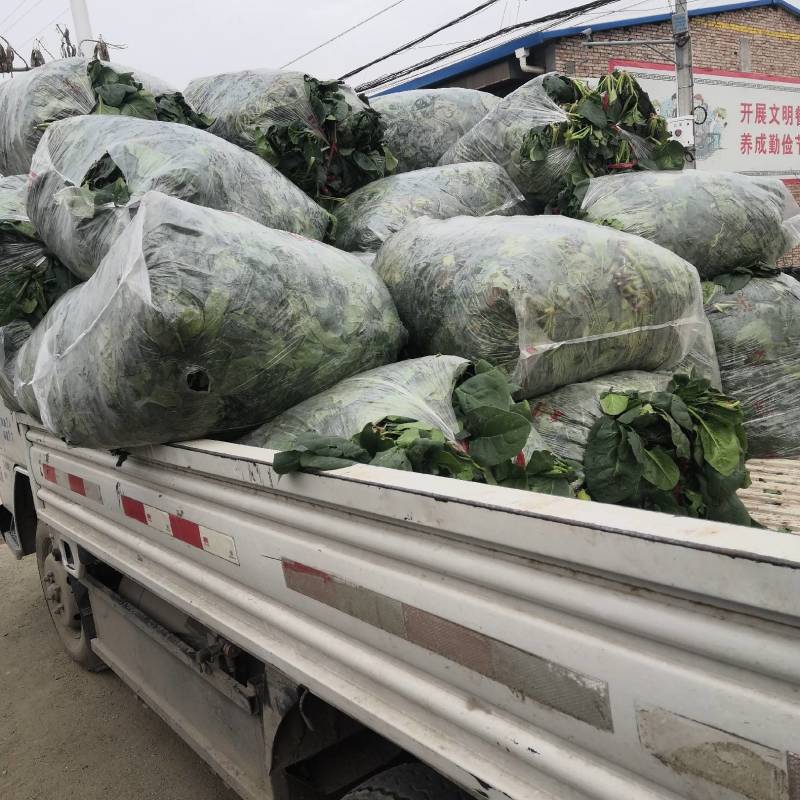 华州区菠菜大量上市欢迎全国各地客商电商商超看视频定购谢谢