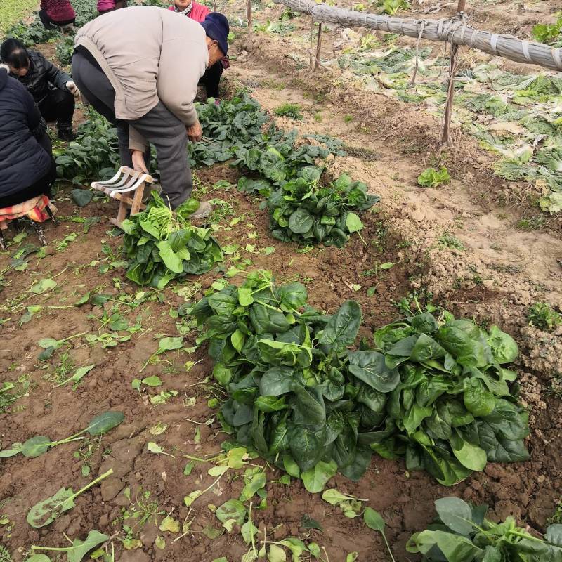 华州区菠菜大量上市欢迎全国各地客商电商商超看视频定购谢谢