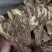 【文斌药业】当归压片当归佛手片甘肃无硫货低价促销