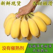 【青皮发】广西苹果蕉小米蕉新鲜水果香蕉水果批发香蕉包邮