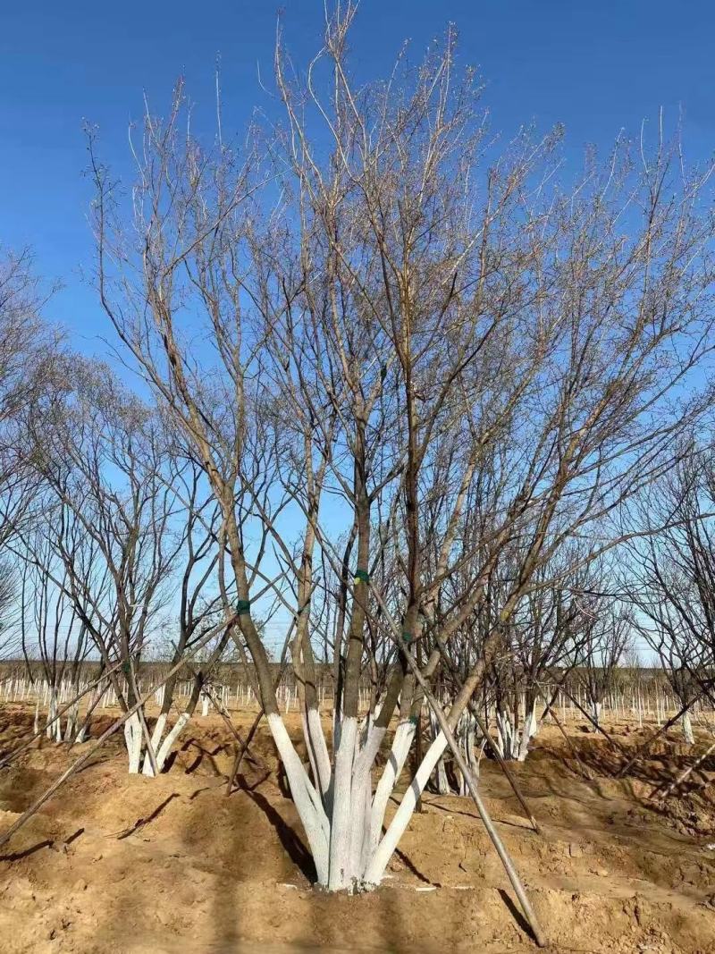 5米-6米7米丛生五角枫报价，绿曦苗圃报价丛生五角枫