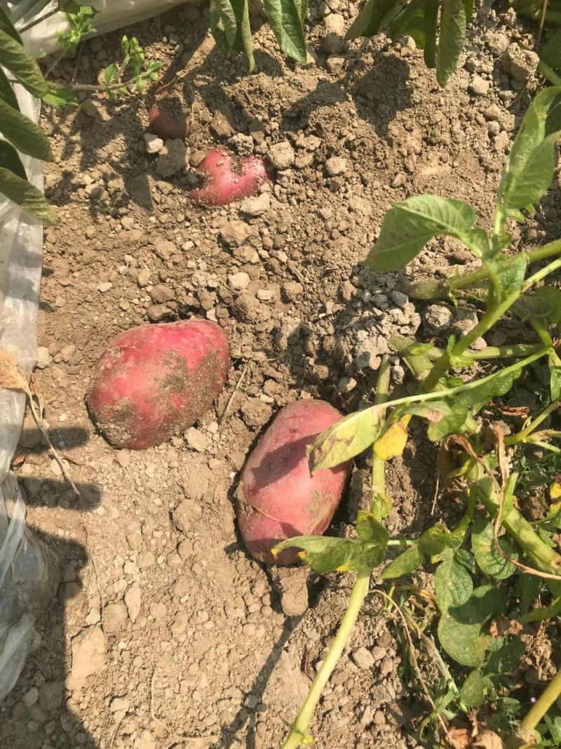 云南青薯9号土豆大量上市产地直供质量保证量大从优