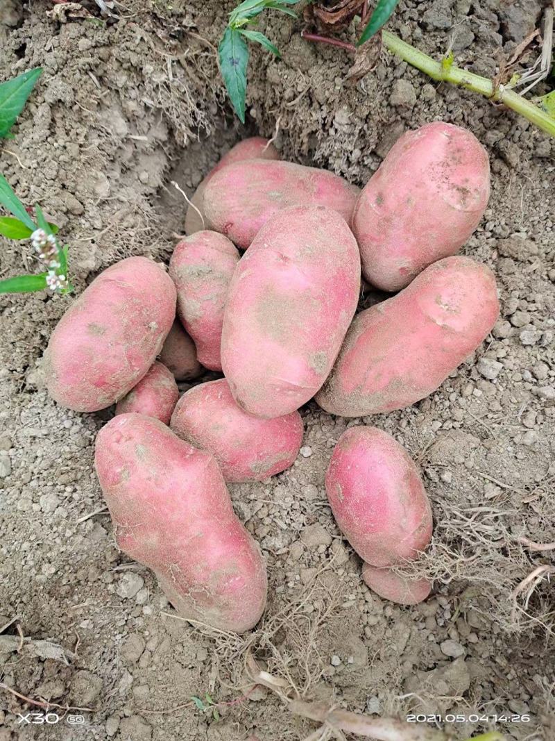 云南青薯9号土豆大量上市产地直供质量保证量大从优