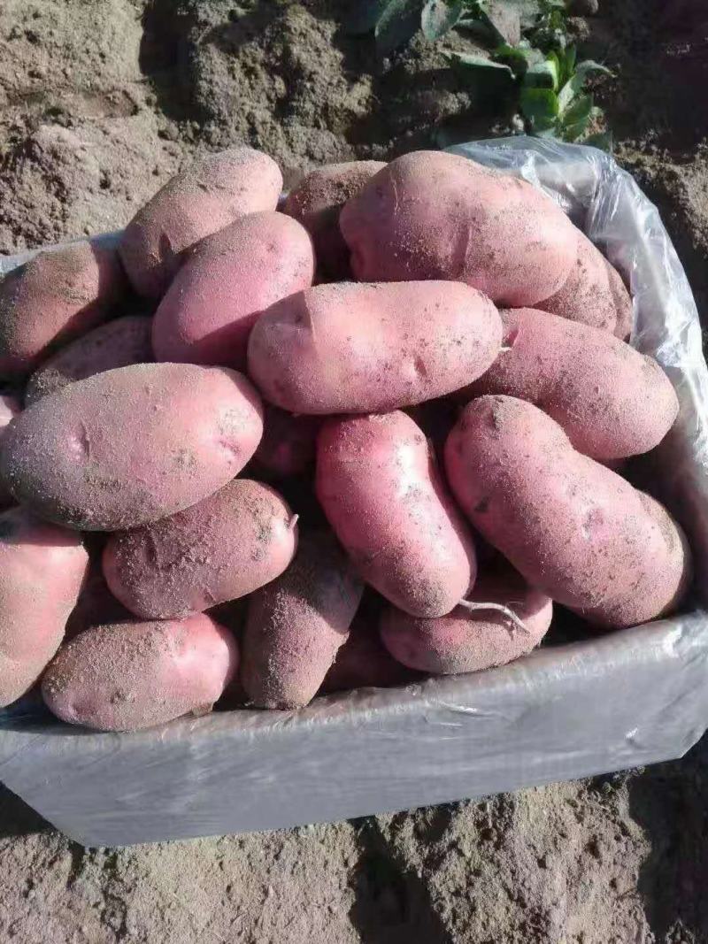 云南青薯9号土豆大量上市产地直供质量保证量大从优