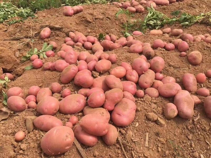云南青薯9号土豆大量上市产地直供质量保证量大从优