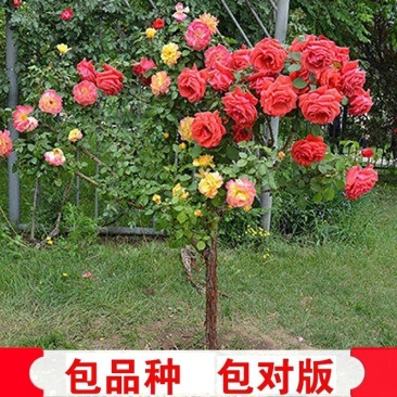 树桩月季苗工程苗一到8公分80高起
